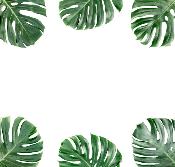 Folhas tropicais Monstera no fundo branco. Deitado plano, vista superior — Fotografia de Stock