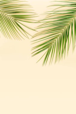 Sarı arka planda tropikal yaprak. Düz yatış, üst görünüm