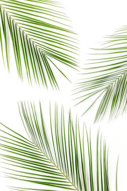 Beyaz arka planda tropik yeşil palmiye yaprağı. düz yatış, üst görünüm