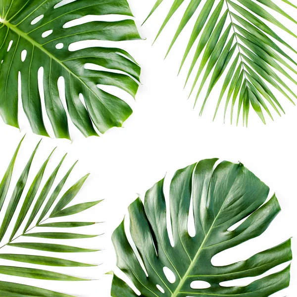 Arrière-plan, motif avec des feuilles exotiques de palmier tropical monstera sur fond blanc. Couché plat, vue du dessus. — Photo