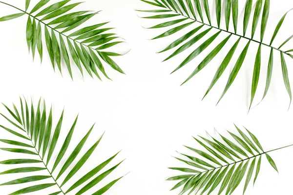 Hoja de palma verde tropical sobre fondo blanco. plano, vista superior — Foto de Stock