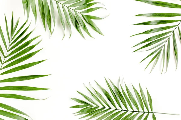 Feuille de palmier vert tropical sur fond blanc. plan plat, vue sur le dessus — Photo