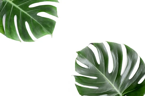 Tropische bladeren Monstera op witte achtergrond. Vlakke lay, bovenaanzicht — Stockfoto