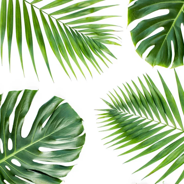 Arrière-plan, motif avec des feuilles exotiques de palmier tropical monstera sur fond blanc. Couché plat, vue du dessus. — Photo