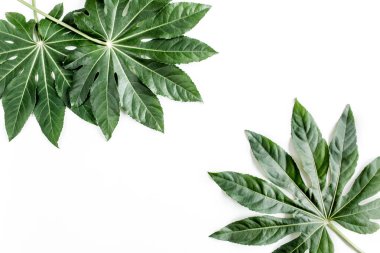 Tropik palmiye, Aralia 'yı beyaz arka planda yalnız bırakır. Tropikal doğa kavramı.