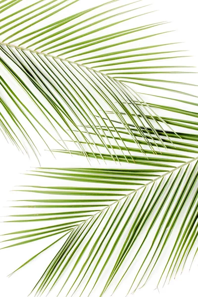 白い背景に熱帯緑のヤシの葉。フラット・レイトップ・ビュー — ストック写真