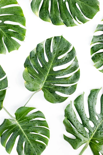 Tropical leaves Monstera on white background. Flat lay, top view — Stock Photo, Image