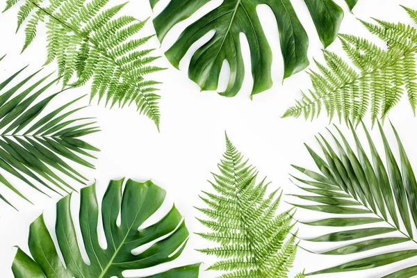 Fondo, patrón con exóticas hojas de palma tropical monstera sobre fondo blanco. Piso tendido, vista superior. —  Fotos de Stock