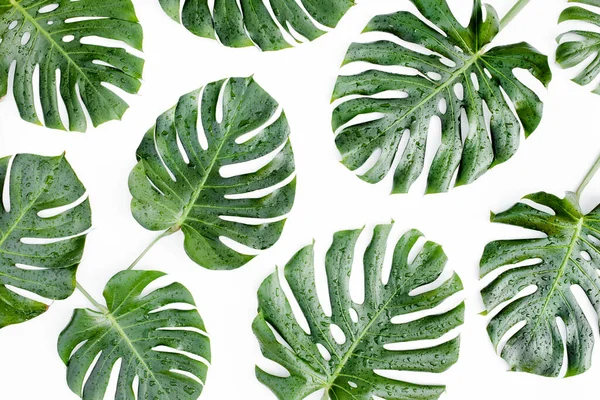 Foglie tropicali Monstera su sfondo bianco. Posa piatta, vista dall'alto — Foto Stock