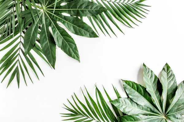 Feuilles de palmier tropical Aralia isolées sur fond blanc. Concept de nature tropicale. — Photo