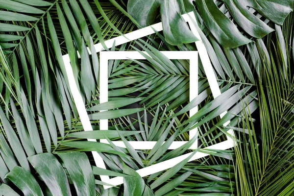 Mise en page faite feuilles de palmier tropical Monstera et cadre blanc pour le texte. Couché plat, vue du dessus — Photo