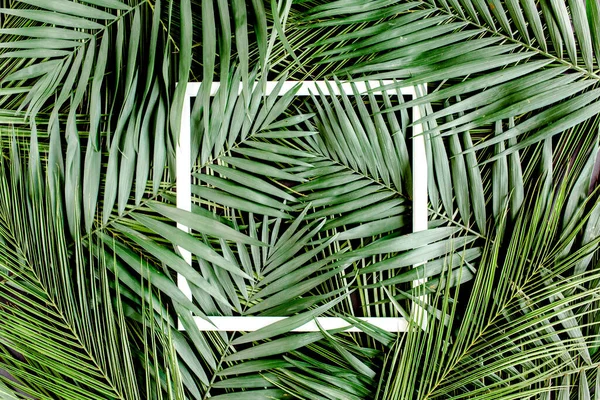 Rozložení tropických palmových listů Monstera a bílý rámeček pro text. Byt ležel, horní pohled — Stock fotografie