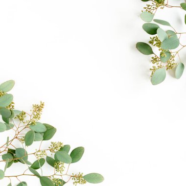 Çerçeve kenarları okaliptüs populus yapraklarından yapılmış ve beyaz arka planda meyve şeklinde meyveler var. Düz yerde, üst tarafta. Çiçek konsepti