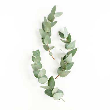 yeşil yapraklar okaliptüs beyaz arka planda izole. düz yatış, üst görünüm