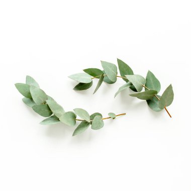 yeşil yapraklar okaliptüs beyaz arka planda izole. düz yatış, üst görünüm