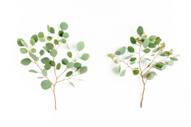 Okaliptüs yaprakları ve okaliptüs dalları beyaz arka planda meyve şeklinde. Düz yerde, üst tarafta. Çiçek konsepti