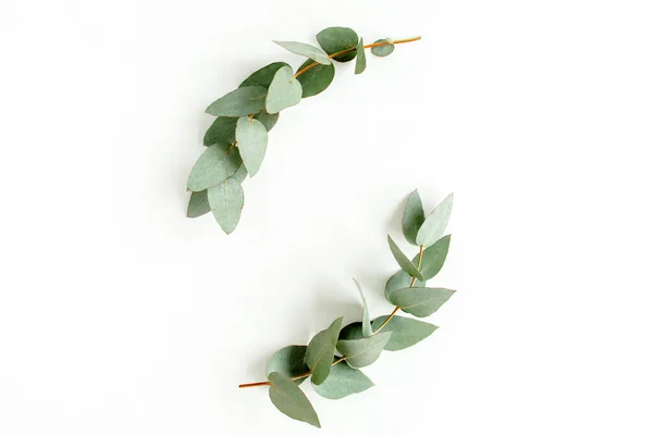 Zielone liście eukaliptusa izolowane na białym tle. układanie płaskie, widok z góry — Zdjęcie stockowe