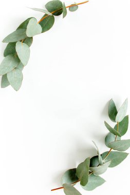 Okaliptüsten yapılmış çelenk çerçevesi ve beyaz arka planda izole edilmiş yapraklar. Düz uzan, üst görünüm