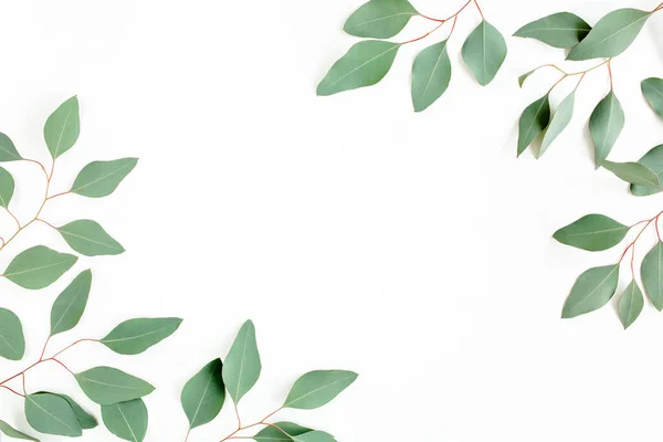 Marco hecho de hojas verdes de eucalipto populus aislado sobre fondo blanco con espacio vacío para el texto. Piso tendido, vista superior — Foto de Stock