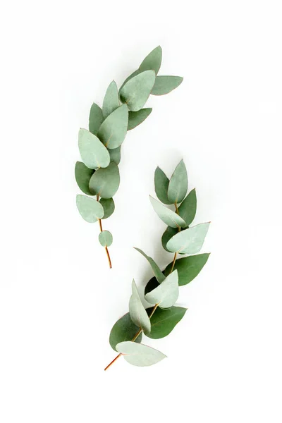Green leaves eucalyptus isolated on white background. flat lay, top view — Stock Photo, Image