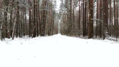 POV, kış ormanlarında bir yürüyüş. Güzel bir kış ormanı manzarası. Drone videosu, kış ormanı.