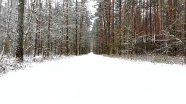 Güzel kış ormanı manzarası. Drone videosu, kış ormanı.
