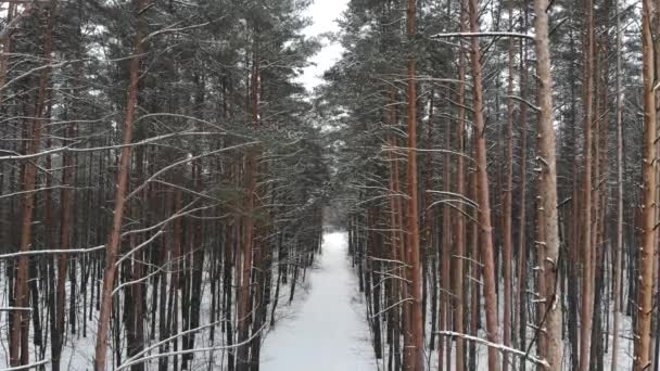 Vacker vinter skog ovanifrån. Drone video, vinter skog. — Stockvideo
