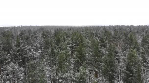 Belle vue sur la forêt d'hiver. Vidéo de drone, forêt d'hiver. — Video