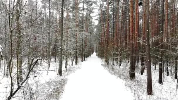 Vista superior bela floresta de inverno. Drone vídeo, floresta de inverno. — Vídeo de Stock