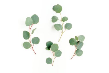 Beyaz arkaplanda yeşil yapraklar izole edilmiş.