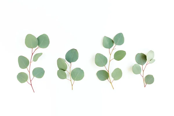 Zelené listy eukalyptu izolované na bílém pozadí. — Stock fotografie