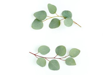 Okaliptüsten yapılmış çelenk çerçevesi ve beyaz arka planda izole edilmiş yapraklar. Düz uzan, üst görünüm