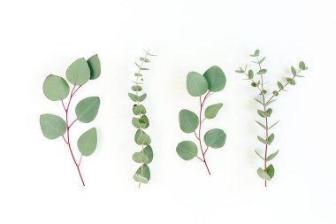 Beyaz arkaplanda yeşil yapraklar izole edilmiş.