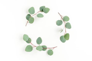 Okaliptüsten yapılmış çelenk çerçevesi ve beyaz arka planda izole edilmiş yapraklar. Düz uzan, üst görünüm