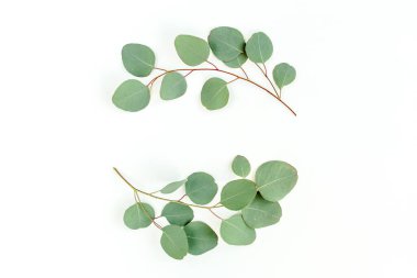 Okaliptüsten yapılmış çelenk çerçevesi ve beyaz arka planda izole edilmiş yapraklar. Düz uzan, üst görünüm