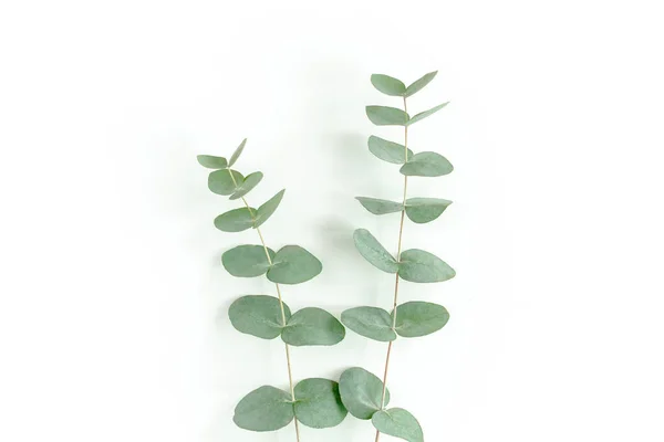 Groene bladeren eucalyptus geïsoleerd op witte achtergrond. — Stockfoto