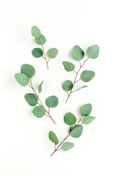 Feuilles vertes eucalyptus isolées sur fond blanc. — Photo