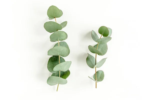 Zielone liście eukaliptusa izolowane na białym tle. — Zdjęcie stockowe
