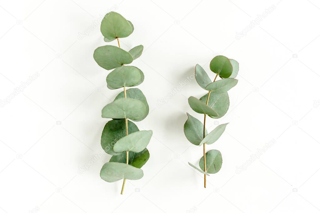 Green leaves eucalyptus isolated on white background.