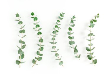 Beyaz arkaplanda yeşil yapraklar izole edilmiş.