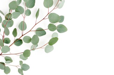 Beyaz arkaplanda yeşil yapraklar izole edilmiş.