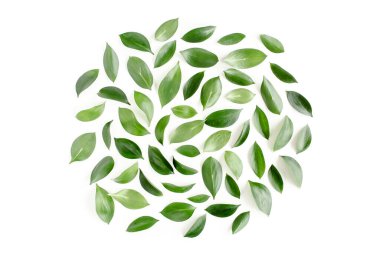 Beyaz arka planda yeşil yapraklı desen, doku. Düz uzan, üst görünüm