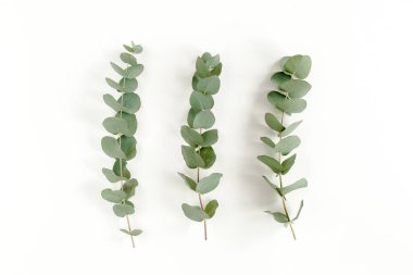 Beyaz arkaplanda yeşil yapraklar izole edilmiş.