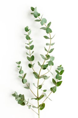 Beyaz arkaplanda yeşil yapraklar izole edilmiş.