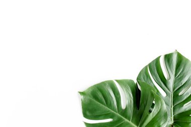 Tropik palmiye beyaz arka planda Canavar bırakır. Düz yatış, üst görünüm.