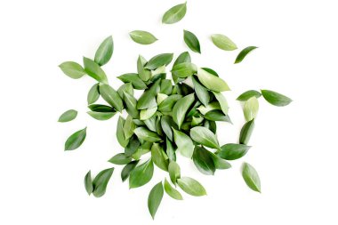 Beyaz arka planda yeşil yapraklı desen, doku. Düz uzan, üst görünüm