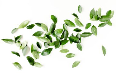 Beyaz arka planda yeşil yapraklı desen, doku. Düz uzan, üst görünüm
