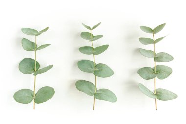 Beyaz arkaplanda yeşil yapraklar izole edilmiş.