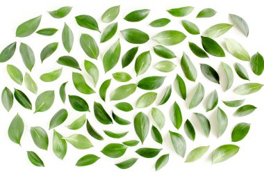 Beyaz arka planda yeşil yapraklı desen, doku. Düz uzan, üst görünüm