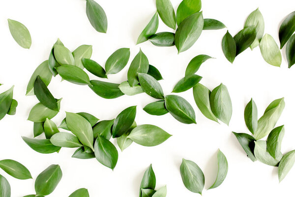 Pattern, texture with green leaves isolated on white background. lay flat, top view